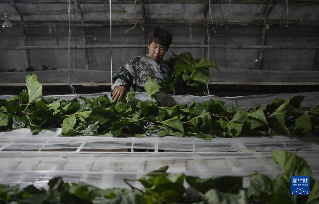 扎金花技巧口诀